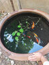 錦鯉魚活體觀賞魚活魚小型易養(yǎng)冷水淡水魚小魚苗錦鯉金魚好看錦鯉 6-8cm 六色錦鯉套餐6條 曬單實(shí)拍圖