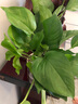 開時(shí)果 綠植盆栽桌面水培綠植 辦公室植物懶人盆景水養(yǎng)植物源頭直發(fā)包郵 綠蘿（遇水即活） 曬單實(shí)拍圖