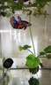 勝畫(huà)香蕉草水草植物魚(yú)缸專(zhuān)用造景擺件制氧陰性水培植物和魚(yú)共養綠植草 香蕉草小號1棵【生長(cháng)快 好養活】 曬單實(shí)拍圖