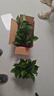 植男植女綠蘿植物盆栽室內(nèi)花卉綠植大葉吊蘭四季常青小盆景2盆裝源頭直發(fā) 曬單實拍圖