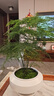 花行榜文竹盆栽花卉盆景植物水培好養(yǎng)綠植四季大文竹（原土球）源頭直發(fā) 曬單實(shí)拍圖