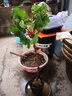 無花果樹果苗特大庭院陽臺(tái)南方北方種植果波姬青皮紅水果樹苗盆栽 芭勞奈 (杯苗帶土帶葉發(fā)貨) 兩年苗 曬單實(shí)拍圖