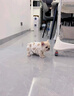 純種法國斗牛犬幼崽藍色法斗小方體法斗犬活體寵物小狗狗奶白色 血統級 法斗 母 曬單實(shí)拍圖