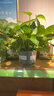 雙盟綠蘿盆栽除甲醛花卉綠植辦公室新房?jì)艋諝?120款10盆源頭直發(fā) 曬單實(shí)拍圖