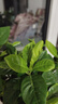綠有意 綠植花卉辦公室客廳桌面盆栽擺件簡約創(chuàng)意網紅北歐綠植ins云朵盆 梔子花+甜甜圈PET樹脂盆+托盤+肥料 北歐風格網紅綠植 曬單實拍圖