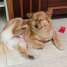 胖小虎狗糧泰迪柯基比熊貴賓幼犬成犬糧【親媽糧】鮮禽&鹿肉1.8kg3.6斤 曬單實(shí)拍圖