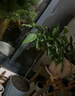 臨雅垂絲茉莉盆栽帶花苞老樁陽(yáng)臺室內垂吊風(fēng)車(chē)易活綠植物花卉四季開(kāi)花 垂絲茉莉50-60cm送專(zhuān)用肥 曬單實(shí)拍圖