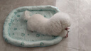 BNBNO夏狗窩中小型犬四季通用可水洗狗狗夏天涼席睡墊寵物冰墊狗窩床 曬單實(shí)拍圖
