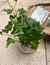 常春藤盆栽室內(nèi)垂吊植物好養(yǎng)水培綠植凈化空氣除甲醛四季常青長青 1盆青葉 常春藤(長 15-20厘米) 簡易盆 曬單實(shí)拍圖
