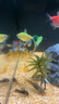 沐魚(yú)小球藻魚(yú)食藻片胡子大帆鼠魚(yú)迷宮異形魚(yú)飼料底棲蝦糧熊貓魚(yú)苗開(kāi)口 硬版100片（送軟版10片） 曬單實(shí)拍圖