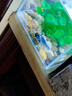 鰲蝦觀賞蝦淡水冷水族耐活體寵物紅白藍(lán)色小龍蝦火山原生天空藍(lán)魔 藍(lán)金鰲蝦3-4cm 1只 曬單實(shí)拍圖