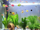 百綸木千斑馬魚觀賞魚苗燈科魚活體冷淡水新練手好養(yǎng)小型熱帶魚紅綠寶蓮燈 【小缸】1-2cm小斑馬8條隨機(jī)色 曬單實(shí)拍圖