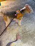 Tagi.《i》想象狗狗牽引繩中小型犬遛狗項圈狗繩背心式胸背 柑橘蘋果【胸背】L建議12kg以下 曬單實拍圖