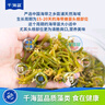 千海藍海帶芽頭海帶苗頭鹽漬嫩苗正宗涼拌新鮮海帶頭福建霞浦特產(chǎn) 海帶芽頭250gx2袋 曬單實拍圖