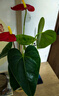 九千谷紅掌水培植物盆栽室內(nèi)綠植花卉四季好養(yǎng)含玻璃瓶竹托源頭直發(fā) 曬單實(shí)拍圖
