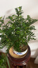 想開(kāi)正宗清香胡椒木盆栽防驅蚊草植物好養室內花卉綠植樹(shù)苗盆景 清香木+青花617+接水底座 曬單實(shí)拍圖