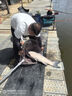 佳釣?zāi)岷Ｌ男驴钶p量大物竿鰱鳙魚竿手桿鰱鳙竿極輕量大物竿臺(tái)釣竿 8.1m 海棠大物竿 輕量大物竿 曬單實(shí)拍圖