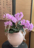 Only you【兩小時(shí)達】蝴蝶蘭帶花苞花劍花盆真花蘭花盆栽開(kāi)業(yè)喬遷佛堂供花 10株混搭（瓷盆隨機） 曬單實(shí)拍圖