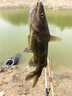 達(dá)億瓦（DAIWA）一擊 輕量鯉魚鯽魚草魚羅非 進(jìn)口魚竿手桿 輕硬挺 休閑臺釣 一擊F 54.K（綜合） 曬單實拍圖