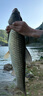 領(lǐng)路人刺客巨物魚(yú)竿手竿鰱鳙大物魚(yú)竿超硬青鱘無(wú)鉛拖釣8.1m 7H19調 曬單實(shí)拍圖