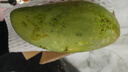 京喜加云南青皮大芒果 1斤單果200g+ 曬單實拍圖