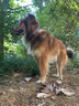 豆柴（docile）凍干四拼狗糧無谷凍干糧全階段天然糧幼犬成犬糧 凍干果蔬四拼狗糧10kg 曬單實拍圖