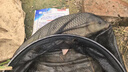 民間藝人全水域陳年蘆葦魚(yú)漂加粗醒目浮漂高靈敏度鯽魚(yú)鯉魚(yú)草魚(yú)野釣浮標 05鯽鯉混養-吃鉛2.32g 曬單實(shí)拍圖