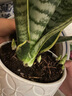壹植金邊虎皮蘭盆栽客廳室內多肉植物水培好養辦公室綠植吸甲醛虎尾蘭 虎皮蘭40cm3棵【原土盆】 曬單實(shí)拍圖
