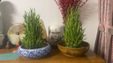 美舒芳臺(tái)灣美舒芳調(diào)理臺(tái)灣生物科技技術(shù)修復(fù)滋潤(rùn)20克護(hù)足霜 褐色 1盒 曬單實(shí)拍圖