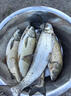 劉志強鰱鳙餌料志強鰱鳙二代魚餌料大頭魚專用浮釣鰱魚花白鰱窩料 曬單實拍圖