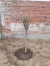 濱淇四季海棠樹(shù)苗垂絲海棠西府海棠綠化苗木/海棠4公分粗1棵源頭直發(fā) 曬單實(shí)拍圖