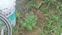 蕓香草臭草植物賊仔草盆栽室外陽臺菜園四季花苗臭艾驅(qū)蚊驅(qū)蛇食用 蕓香草小顆 不帶盆 曬單實拍圖