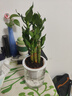 花翁富貴竹盆栽步步高室內(nèi)水培綠植物 A級(jí)荷花竹（早安盆）源頭直發(fā) 曬單實(shí)拍圖