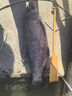 日本碳素新款定位中通魚(yú)竿輪一體內走線(xiàn)魚(yú)竿短節手竿超輕硬28調魚(yú) 4.5m 三定位帶金屬輪 直接釣魚(yú) 曬單實(shí)拍圖