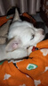 佳木為香中華田園犬幼犬土狗寵物狗活體寵物土松土獵活寵小狗大黃狗小奶狗 混血級(jí) 可愛(ài)小白狗 母 曬單實(shí)拍圖