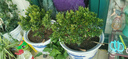 種花迷香水米蘭花盆栽花卉綠植室內(nèi)老樁帶花苞四季開花好養(yǎng)驅(qū)蚊植物樹苗 8年-米蘭【土球-不帶盆】 含盆 曬單實拍圖