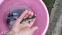 改良 好養耐活丁桂魚(yú)苗淡水養殖丁歲魚(yú)苗一年5斤可食用魚(yú)包活包郵 丁桂魚(yú)6-8厘米10（發(fā)11條） 曬單實(shí)拍圖