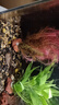瘋狂水草（FKSC）魚(yú)缸水草凈化水質(zhì)套餐蜈蚣草陰性水草浮萍植物活體水培矮珍珠 紅松尾[后景] 曬單實(shí)拍圖