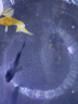 臺灣純種普身蝴蝶鯉觀賞魚冷水魚大鰭大尾冷水魚好養(yǎng)耐活包郵包活 貴妃白色5-8公分3條 曬單實拍圖