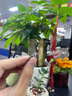 MZMZ鉑金情侶戒指PT950白金結(jié)婚求婚對戒素圈七夕情人節(jié)禮物送女友 輕奢款平面【刻字閉口定制】拍此 曬單實拍圖