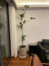 手耕田網(wǎng)紅孟加拉榕盆栽大型綠植黃金榕高山榕樹室內(nèi)客廳落地橡皮面包樹 孟加拉榕樹1.6-1.8m高原生膠盆 帶盆栽好 曬單實(shí)拍圖