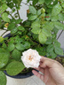 月季樹(shù)樁樹(shù)狀月季大花月季樹(shù)苗嫁接歐月大花雙色陽(yáng)臺庭院盆栽地栽當年開(kāi)花 多色C款 2公分粗帶原土當年開(kāi)花多多 曬單實(shí)拍圖