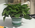雙盟綠蘿盆栽除甲醛花卉綠植辦公室新房凈化空氣180加侖2盆裝源頭直發(fā) 曬單實拍圖