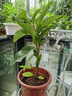 白蘭花玉蘭花樹(shù)苗帶花苞矮化老樁盆栽紫黃角蘭四季開(kāi)花卉綠植植物 精品黃蘭60cm（當年開(kāi)花） 曬單實(shí)拍圖