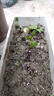 開(kāi)時(shí)果 玫瑰花苗盆栽樹(shù)苗濃香型花卉 月季花苗四季開(kāi)花庭院綠化扦插小苗 黑巴克（黑紅/四季） 3棵裝 曬單實(shí)拍圖