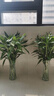 Aseblarm富貴竹花瓶特大號(hào)高花瓶加厚客廳插花擺件水培富貴竹百合花瓶玻璃 【高30厘米竹葉】2個(gè)裝透明 加厚款 曬單實(shí)拍圖