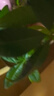 希望樹二代小綠罐52g除甲醛果凍除醛魔盒6罐裝新房甲醛清除劑真除醛 曬單實(shí)拍圖