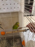 飼五居鳥食保健砂玄鳳玄鳳牡丹虎皮鸚鵡鳥糧鳥用飼料食物補鈣專用紅土沙 鸚鵡可食用保健砂 400g*1罐 曬單實拍圖