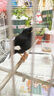 花卷寶寶鳥(niǎo)糧八哥飼料鳥(niǎo)飼料營(yíng)養鷯哥鳥(niǎo)食海八黑八專(zhuān)用八哥糧鳥(niǎo)料八哥飼料 1斤 曬單實(shí)拍圖