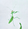 艾舞戈兒童舞蹈褲喇叭褲女童黑色練功長(zhǎng)褲運(yùn)動(dòng)修身拉丁舞爵士舞跳舞褲子 莫代爾-黑色 150 （參考身高145-155cm） 曬單實(shí)拍圖